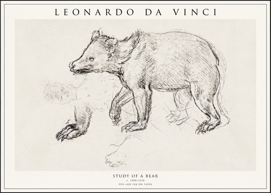 Leonardo da Vinci Study of a Bear No1 - Affiche