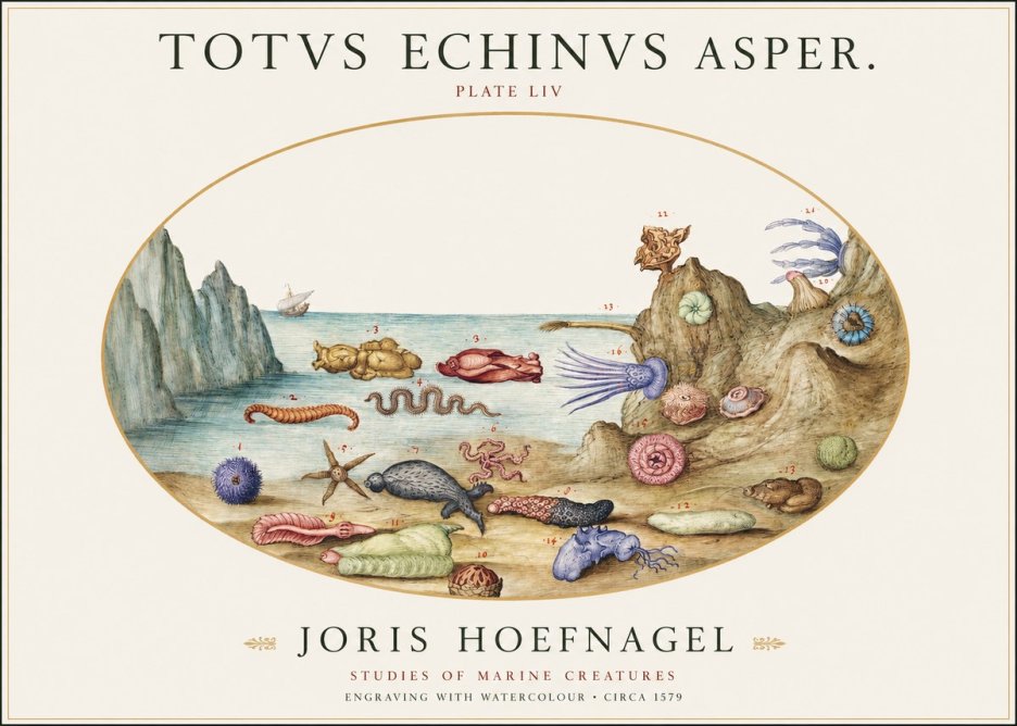 Joris Hoefnagel Totvs Echinvs Asper. Plate Liv No1 - Affiche