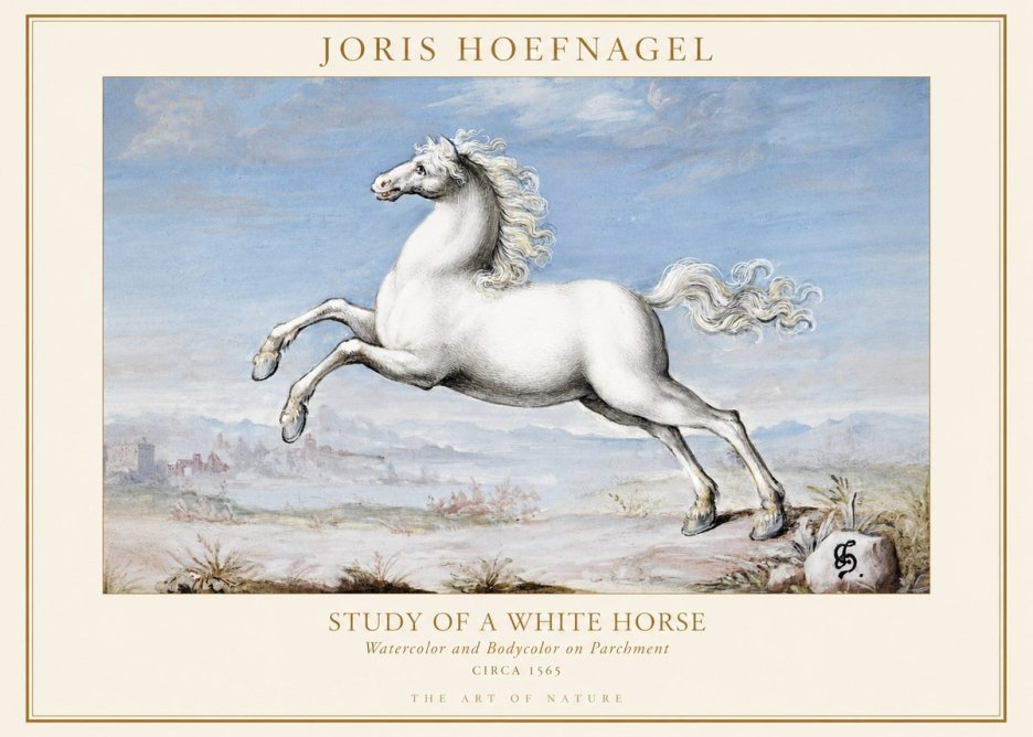 Joris Hoefnagel Study of a White Horse No1 - Affiche