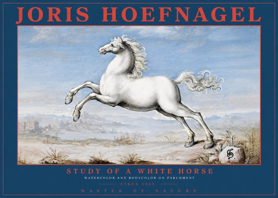 Joris Hoefnagel Study of a White Horse No2 - Affiche