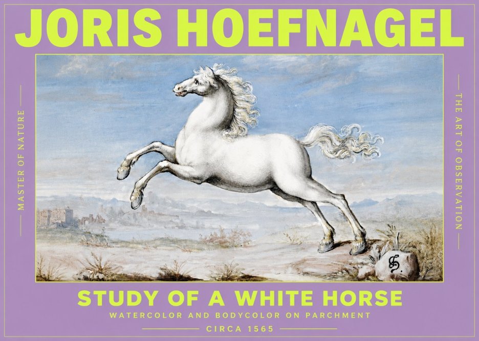 Joris Hoefnagel Study of a White Horse No3 - Affiche