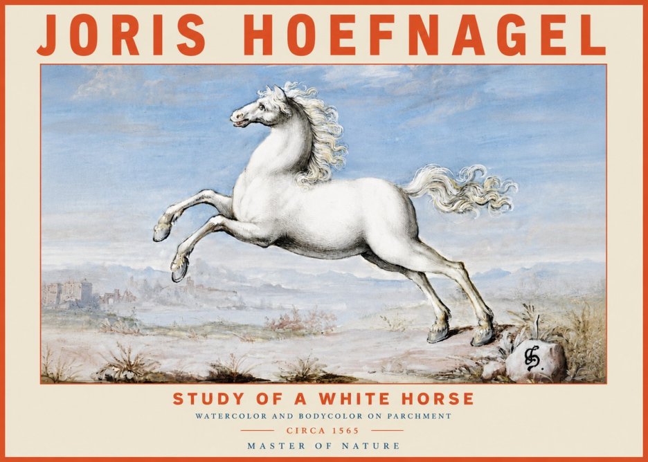 Joris Hoefnagel Study of a White Horse No4 - Affiche