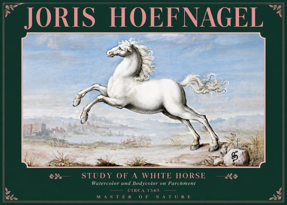 Joris Hoefnagel Study of a White Horse No5 - Affiche