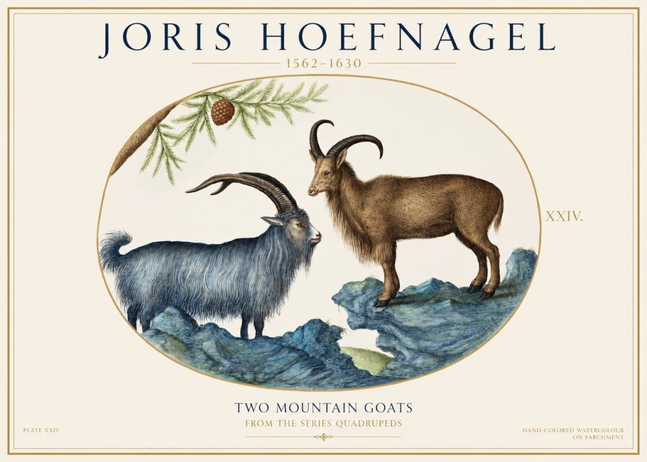 Joris Hoefnagel Two Mountain Goats from the Series Quadrupeds No1 - Affiche