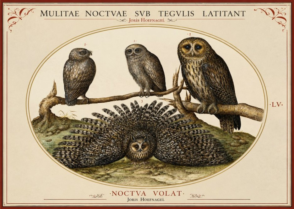 Joris Hoefnagel Noctva Volat No2 - Affiche