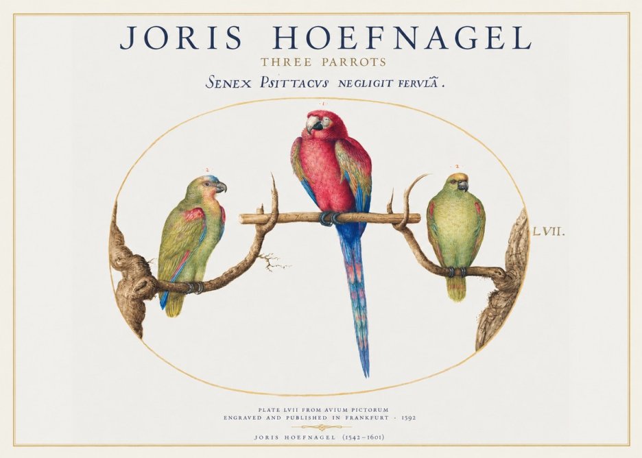 Joris Hoefnagel Three Parrots No1 - Affiche