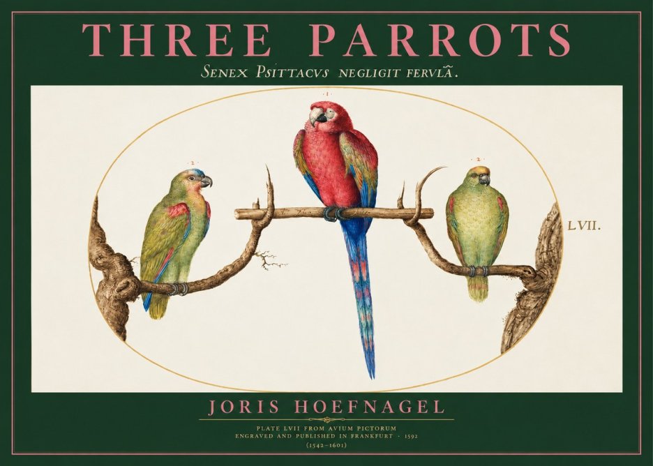 Joris Hoefnagel Three Parrots No2 - Affiche