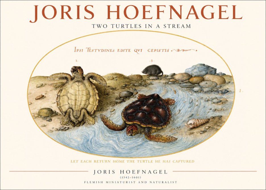 Joris Hoefnagel Two Turtles in a Stream No1 - Affiche