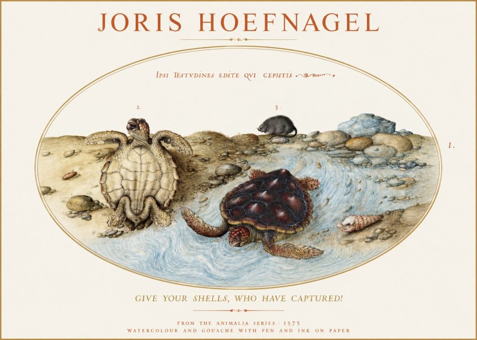 Joris Hoefnagel Two Turtles in a Stream No2 - Affiche