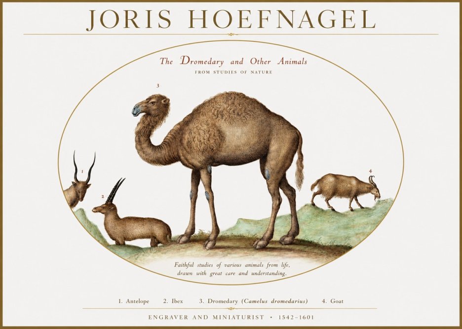Joris Hoefnagel The Dromedary and Other Animals from Studies of Nature No1 - Affiche