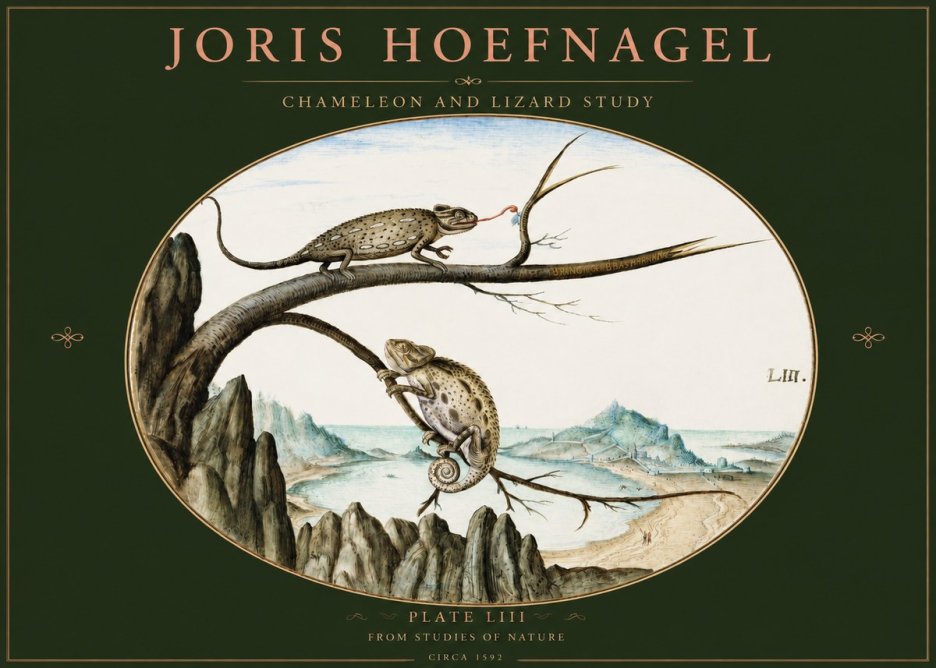 Joris Hoefnagel Chameleon and Lizard No3 - Affiche