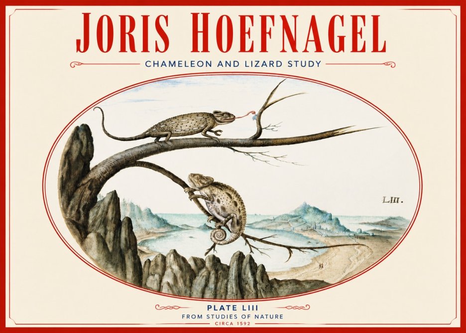 Joris Hoefnagel Chameleon and Lizard No4 - Affiche