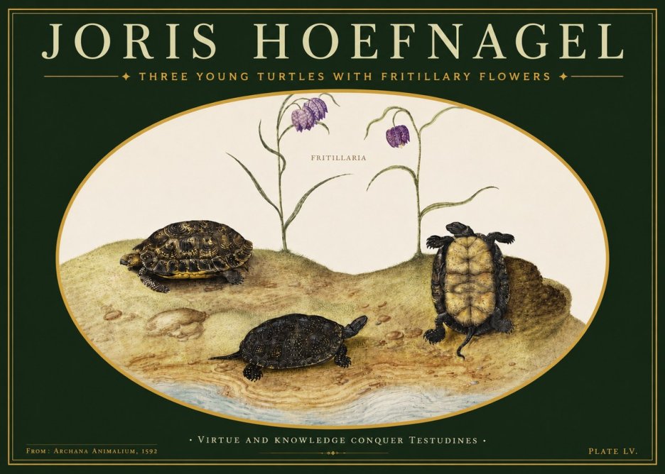 Joris Hoefnagel Three Young Turtles with Fritillary Flowers No3 - Affiche