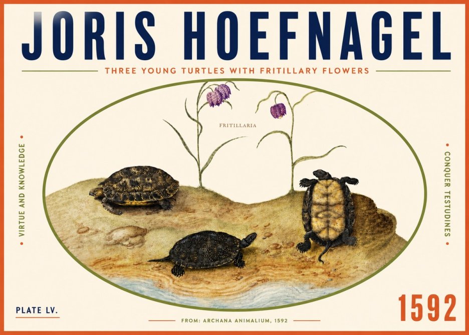 Joris Hoefnagel Three Young Turtles with Fritillary Flowers No4 - Affiche