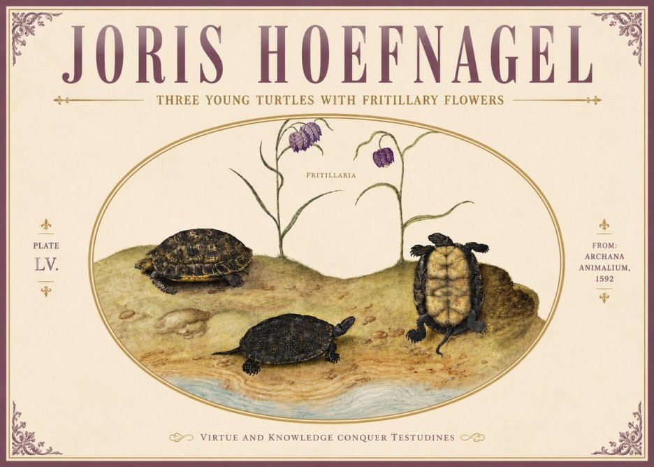 Joris Hoefnagel Three Young Turtles with Fritillary Flowers No5 - Affiche