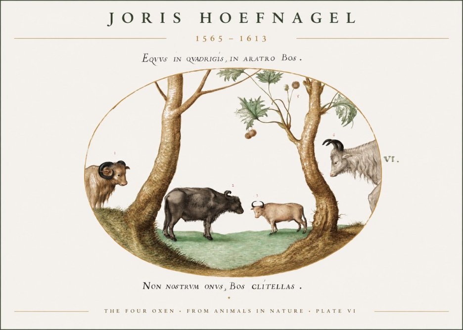 Joris Hoefnagel The Four Oxen No1 - Affiche