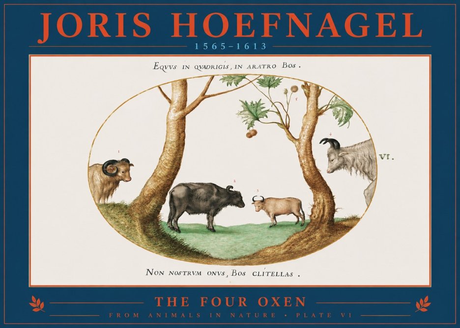 Joris Hoefnagel The Four Oxen No2 - Affiche