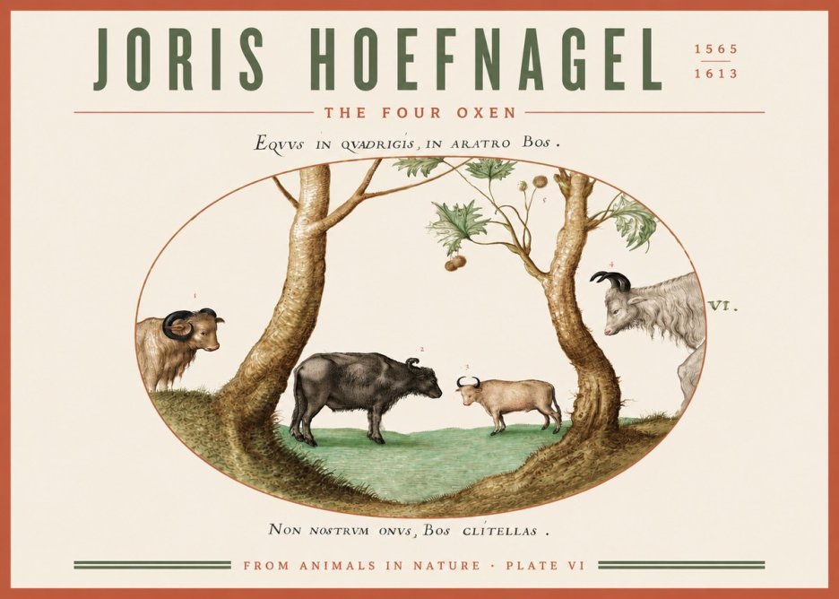 Joris Hoefnagel The Four Oxen No3 - Affiche