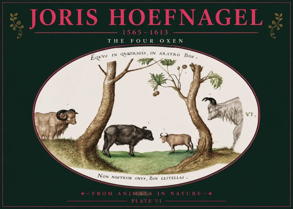 Joris Hoefnagel The Four Oxen No4 - Affiche