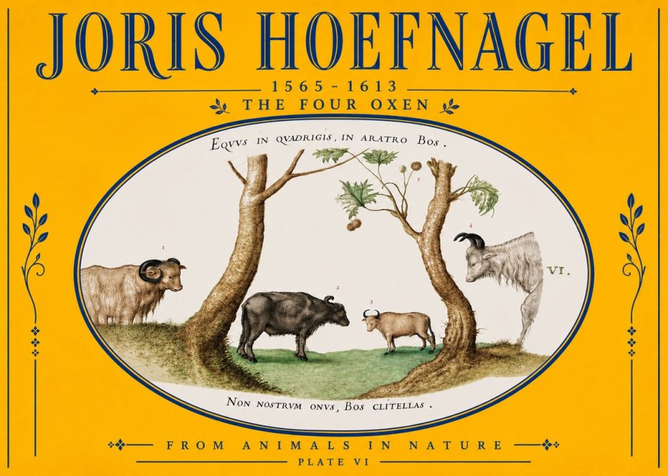 Joris Hoefnagel The Four Oxen No5 - Affiche