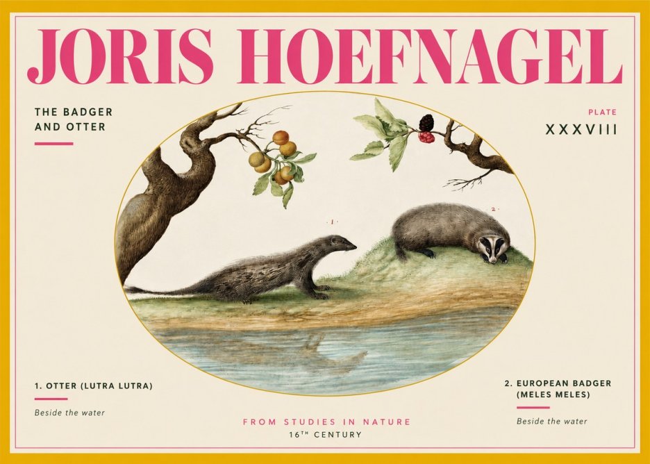 Joris Hoefnagel Studies of Animals and Nature Xxxxiii No4 - Affiche