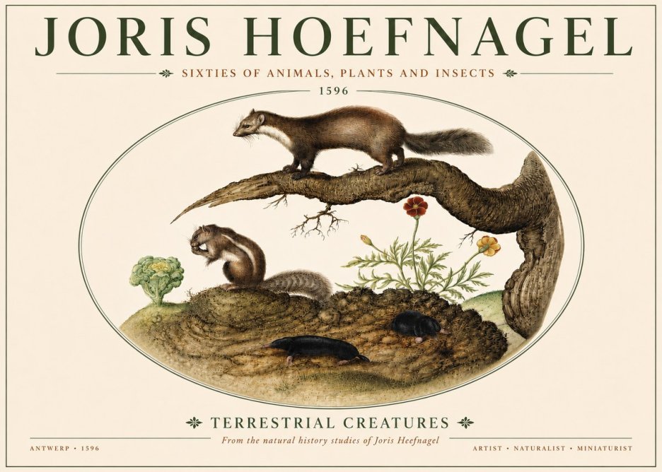 Joris Hoefnagel Terrestrial Creatures No4 - Affiche