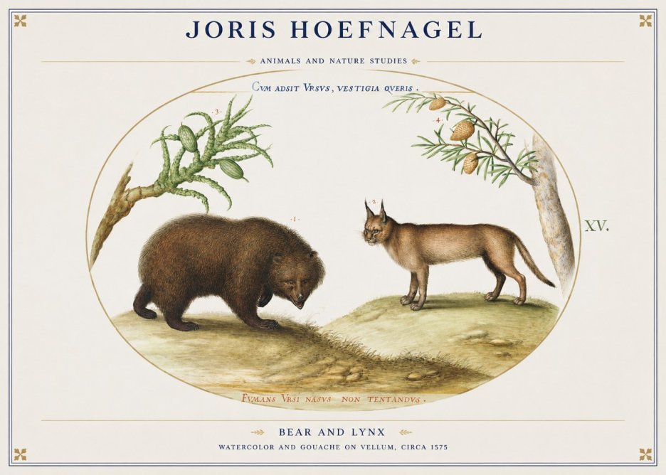 Joris Hoefnagel Bear and Lynx No1 - Affiche