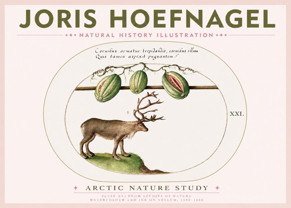 Joris Hoefnagel Arctic Nature Study No3 - Affiche