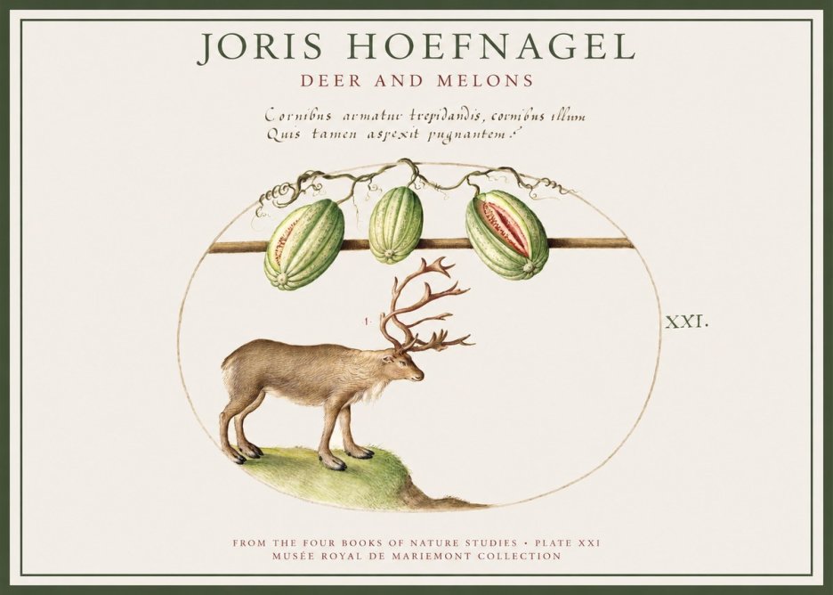 Joris Hoefnagel Arctic Nature Study No4 - Affiche