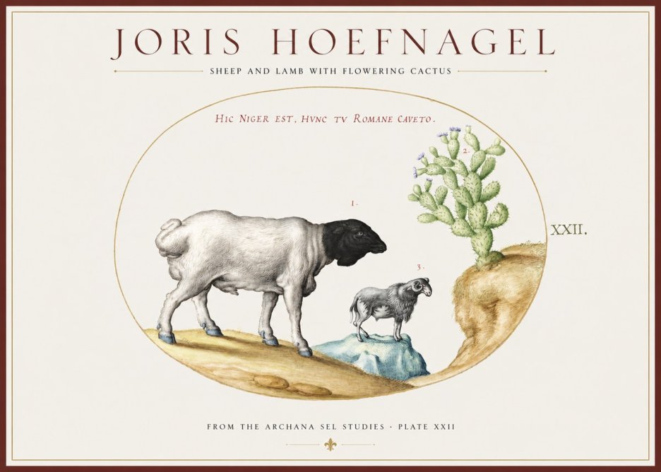 Joris Hoefnagel Sheep and Lamb with Flowering Cactus No1 - Affiche