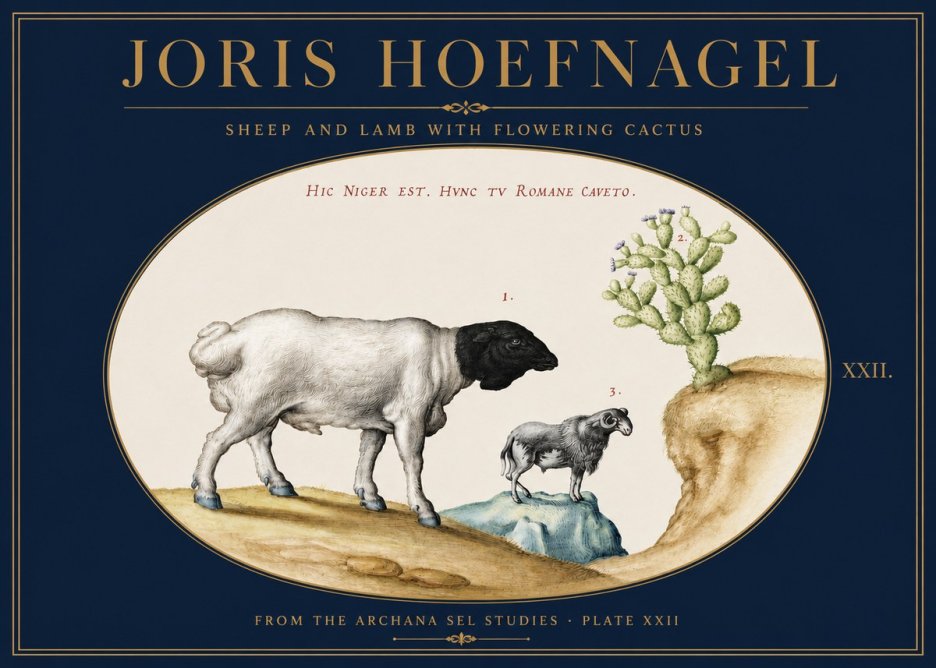 Joris Hoefnagel Sheep and Lamb with Flowering Cactus No3 - Affiche