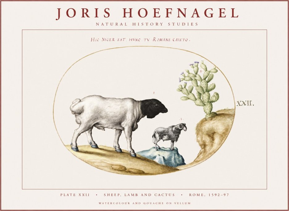 Joris Hoefnagel Sheep and Lamb with Flowering Cactus No4 - Affiche