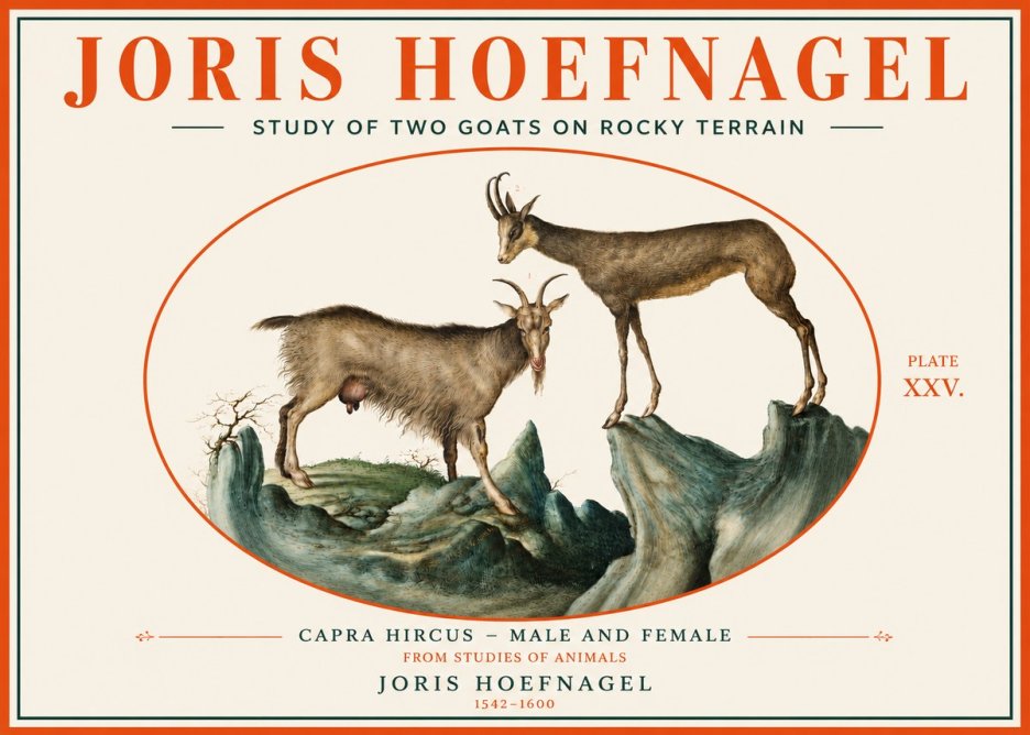 Joris Hoefnagel Study of Two Goats on Rocky Terrain No3 - Affiche