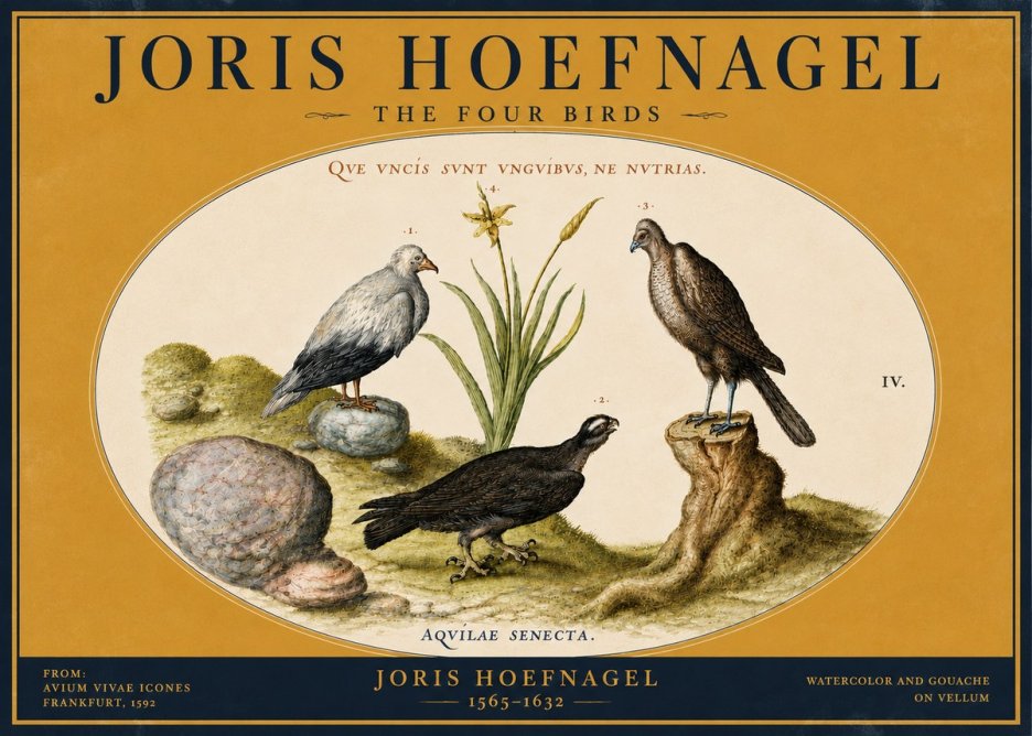 Joris Hoefnagel The Four Birds No4 - Affiche