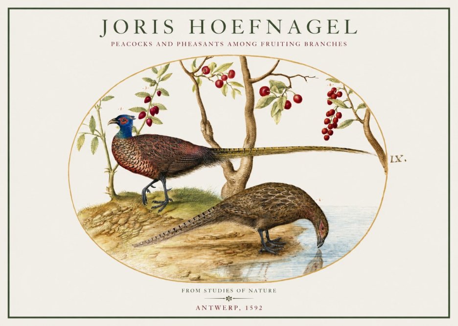 Joris Hoefnagel Peacocks and Pheasants Among Fruiting Branches No1 - Affiche
