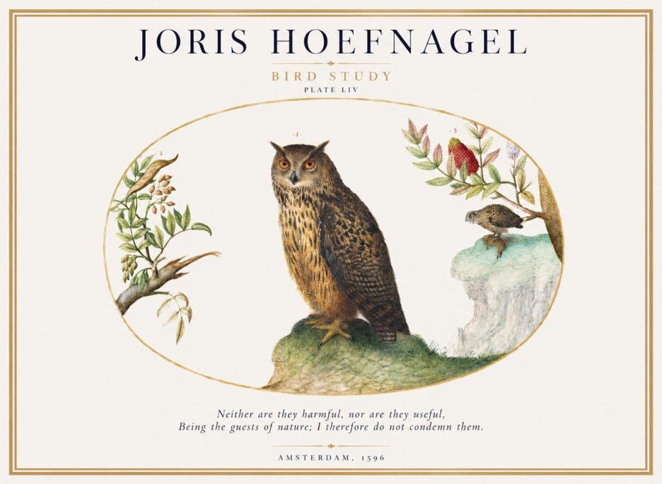 Joris Hoefnagel Bird Study Plate Liv No1 - Affiche