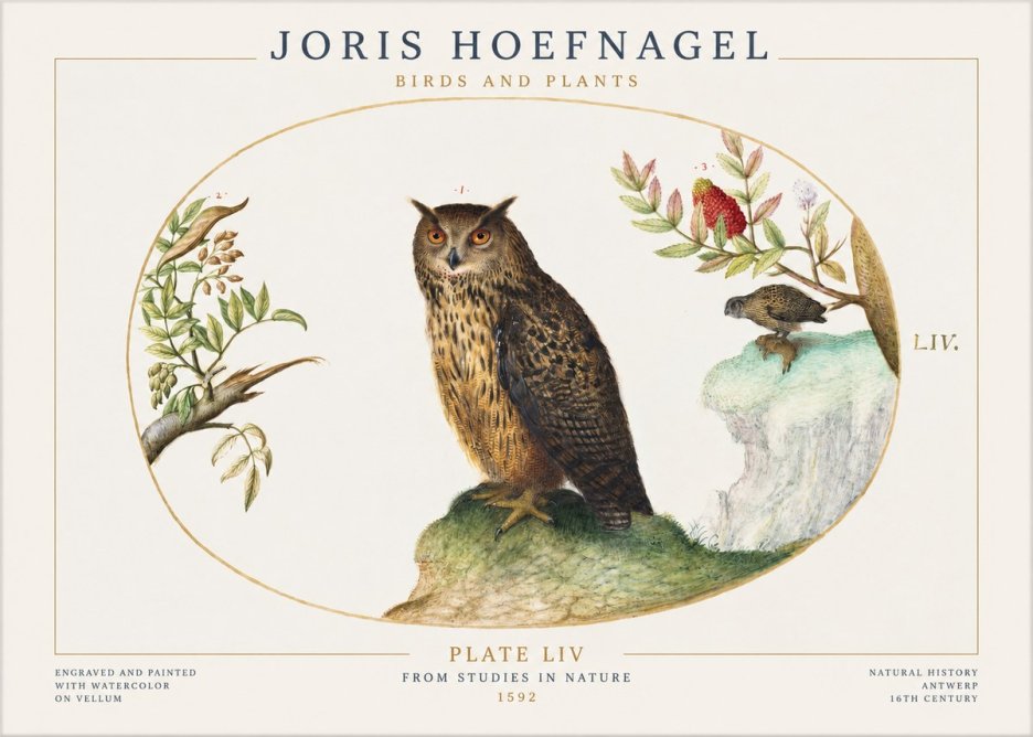 Joris Hoefnagel Bird Study Plate Liv No2 - Affiche