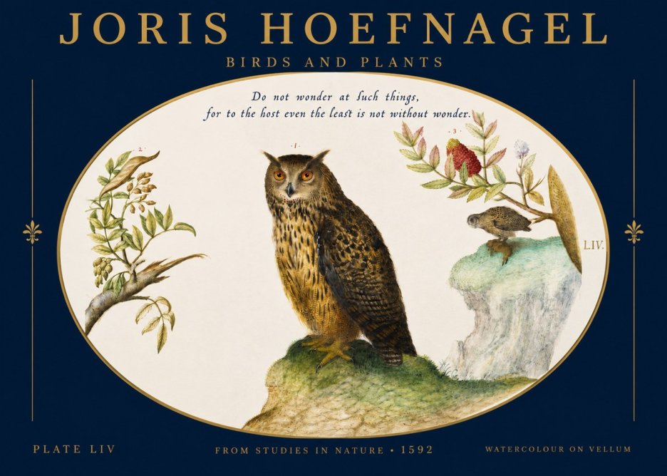 Joris Hoefnagel Bird Study Plate Liv No3 - Affiche