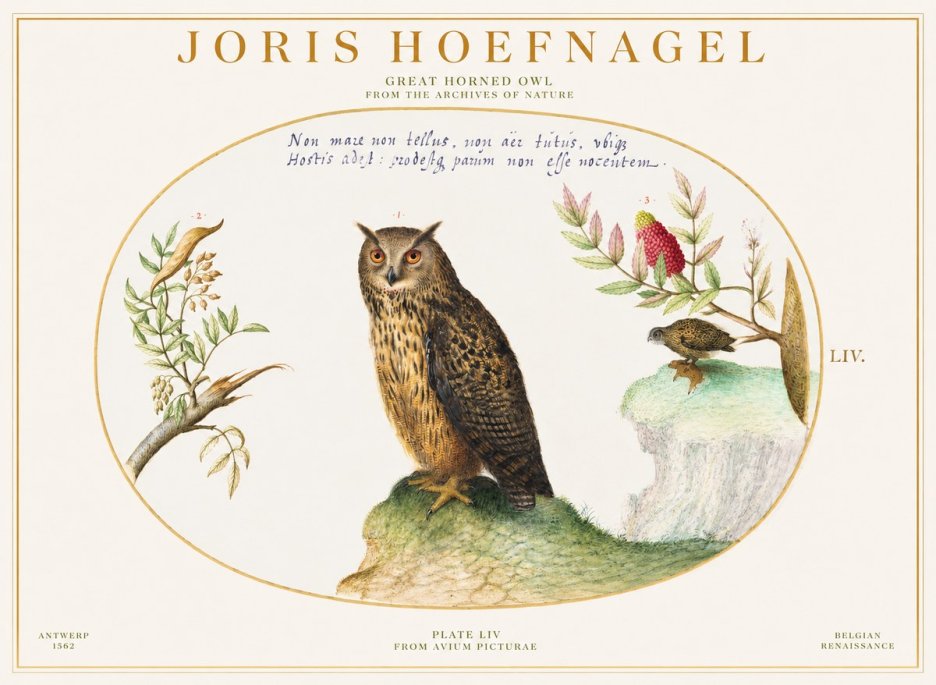 Joris Hoefnagel Bird Study Plate Liv No6 - Affiche