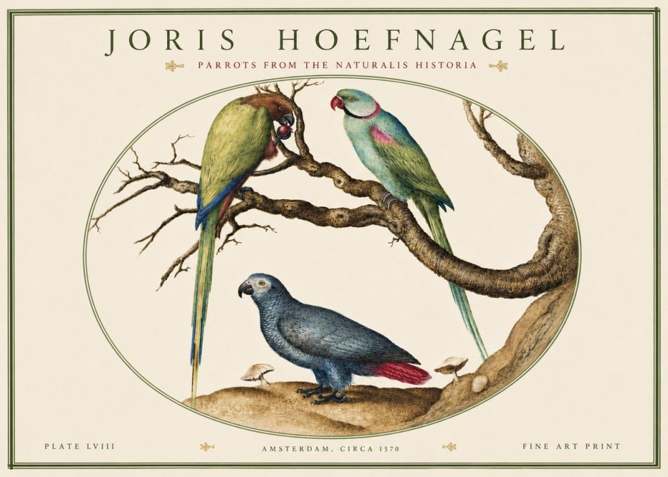 Joris Hoefnagel Parrots from the Naturalis Historia No4 - Affiche