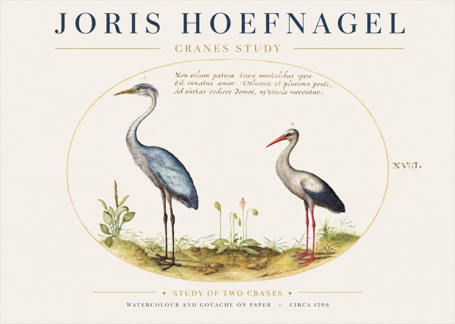 Joris Hoefnagel Study of Two Cranes No1 - Affiche