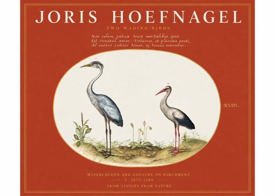 Joris Hoefnagel Study of Two Cranes No3 - Affiche