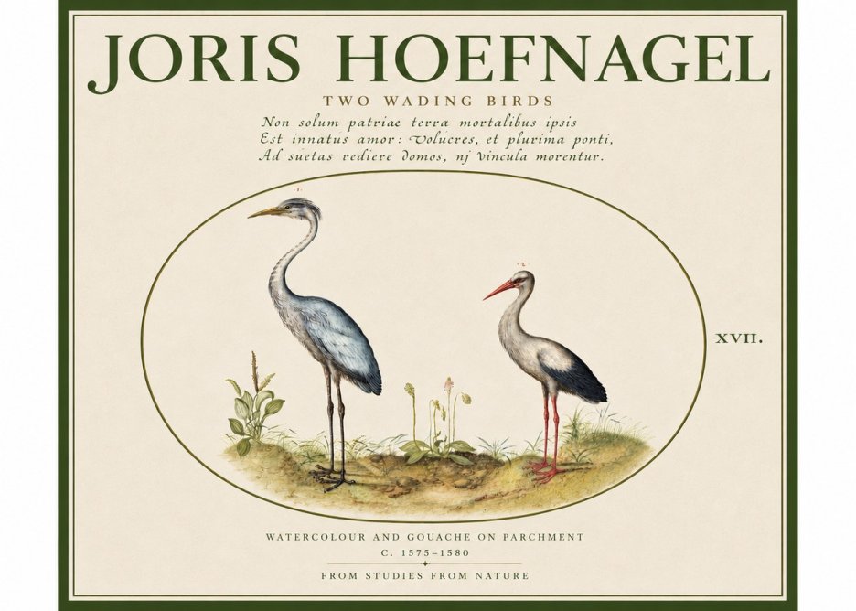 Joris Hoefnagel Study of Two Cranes No5 - Affiche