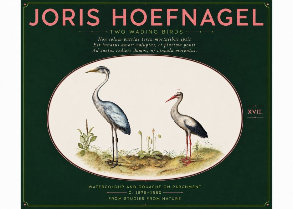Joris Hoefnagel Study of Two Cranes No6 - Affiche