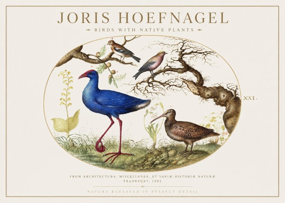 Joris Hoefnagel Birds with Native Plants No1 - Affiche