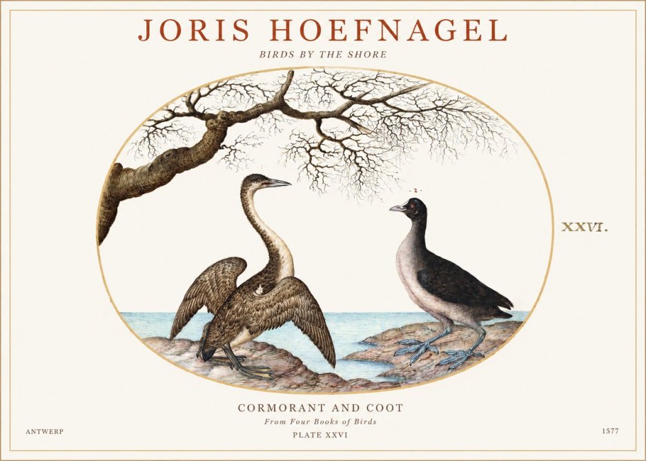 Joris Hoefnagel Cormorant and Coot No1 - Affiche