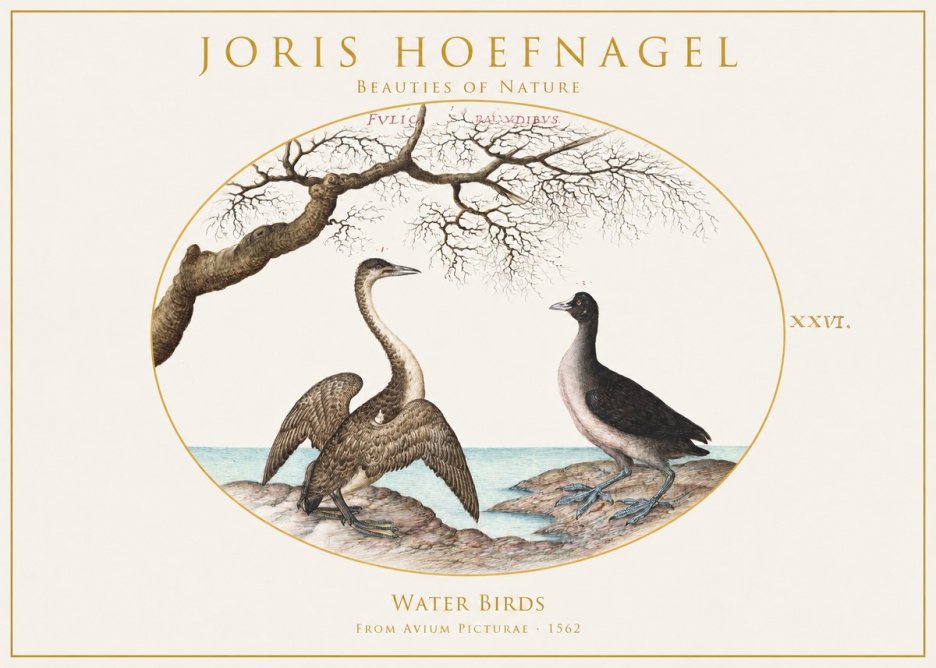 Joris Hoefnagel Cormorant and Coot No2 - Affiche