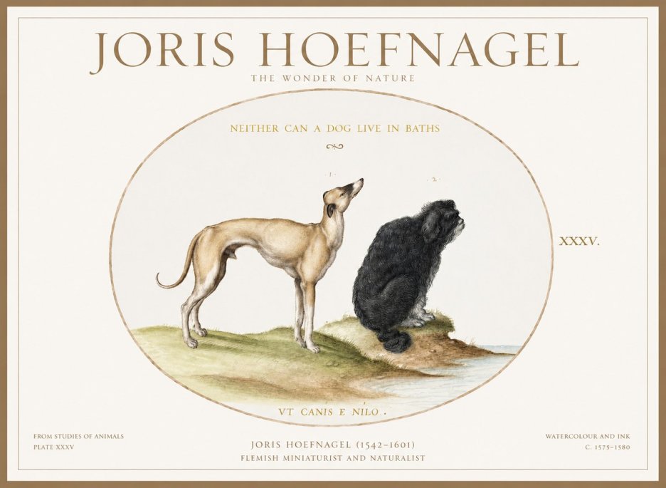 Joris Hoefnagel Neither Can a Dog Live in Baths No1 - Affiche