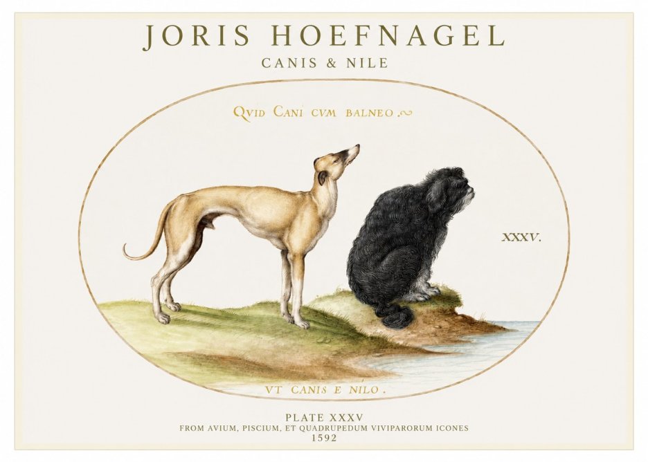 Joris Hoefnagel Neither Can a Dog Live in Baths No2 - Affiche