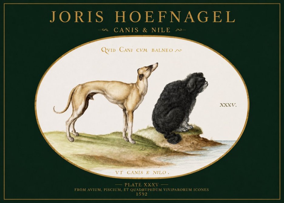 Joris Hoefnagel Neither Can a Dog Live in Baths No3 - Affiche